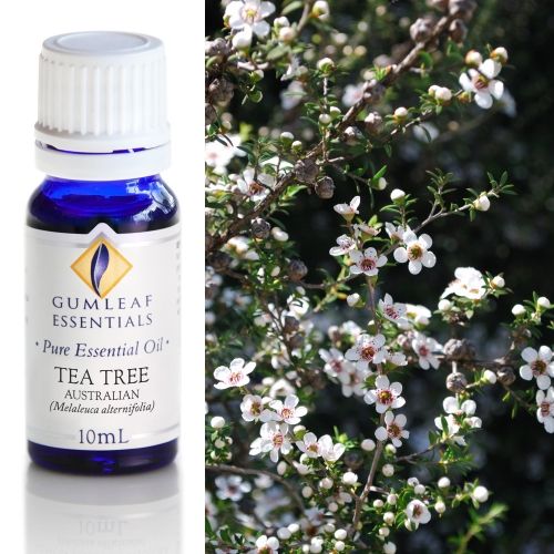Tea Tree (Australian) Essential Oil