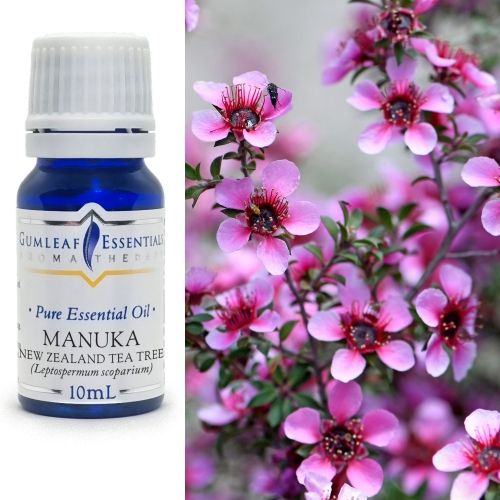 Manuka Essential Oil Manuka Essential Oil