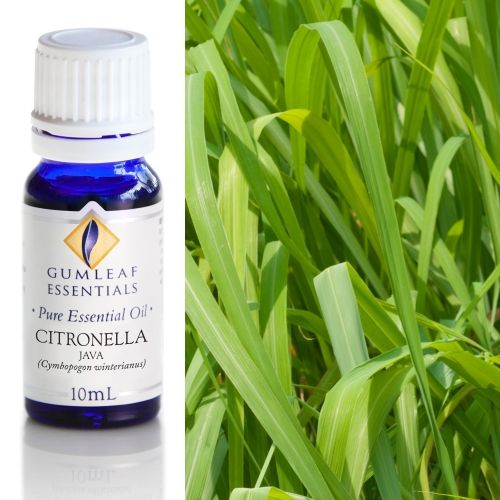 Citronella Java Essential Oil Citronella Java Essential Oil