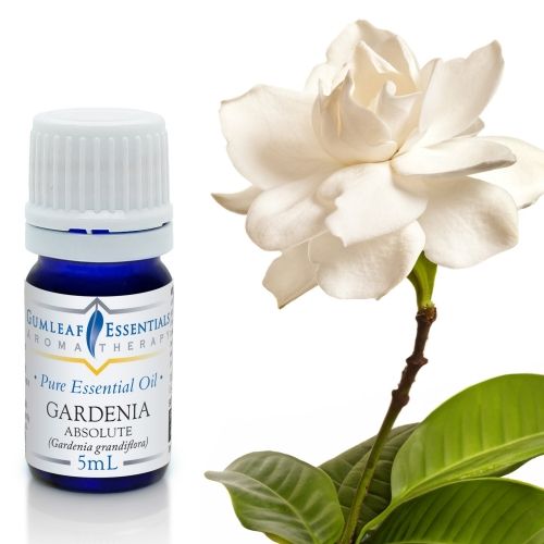Gardenia Absolute Essential Oil