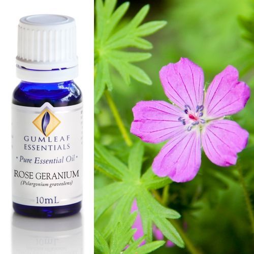 Rose Geranium Essential Oil Rose Geranium Essential Oil