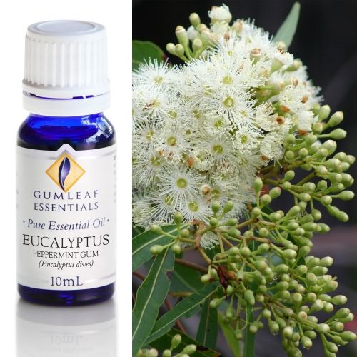 Eucalyptus (Peppermint Gum) Essential Oil