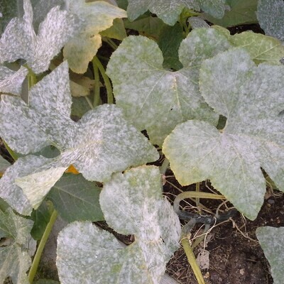 Rare Ag Fungicides