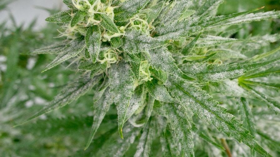 Safergro Mildew Cure