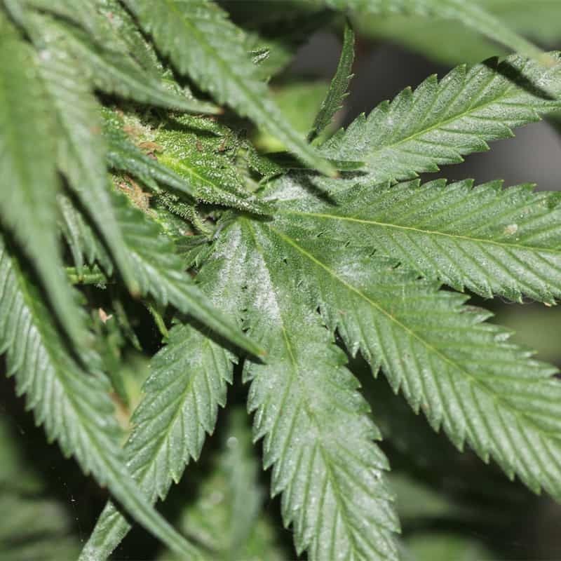 Safergro Mildew Cure