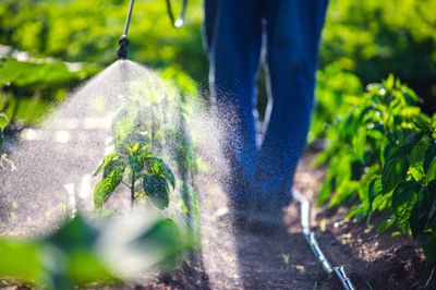 Rare Ag Insecticides