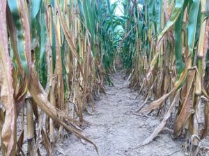 Trivolt Herbicide