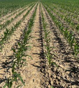 Trivolt Herbicide