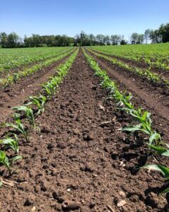 Trivolt Herbicide
