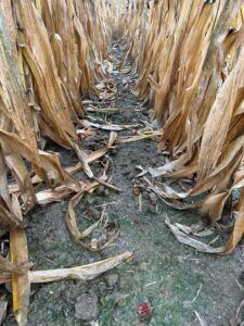 Trivolt Herbicide