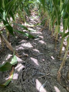 Trivolt Herbicide