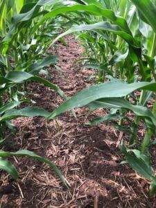 Trivolt Herbicide