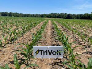 Trivolt Herbicide