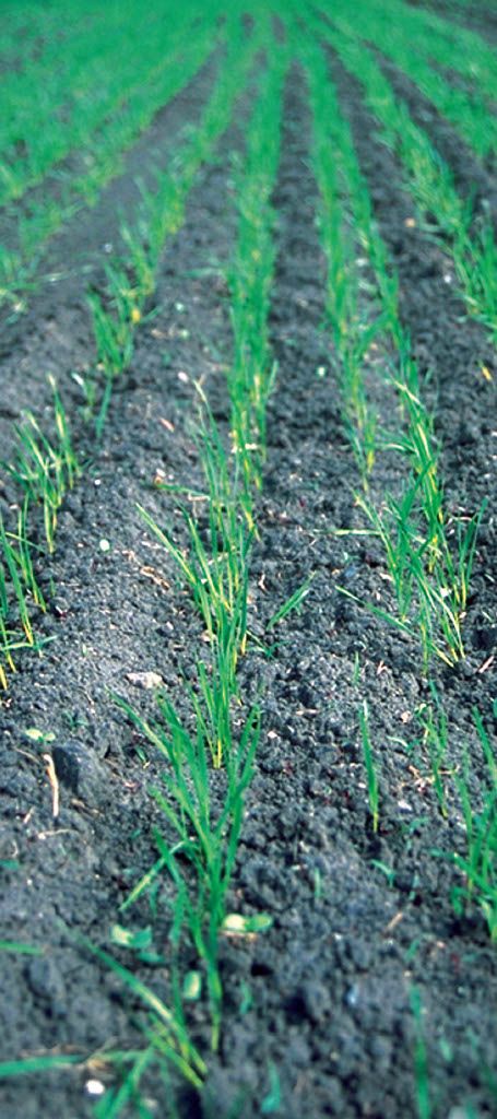 Dividend Extreme (Syngenta)