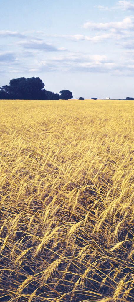Dividend Extreme (Syngenta)