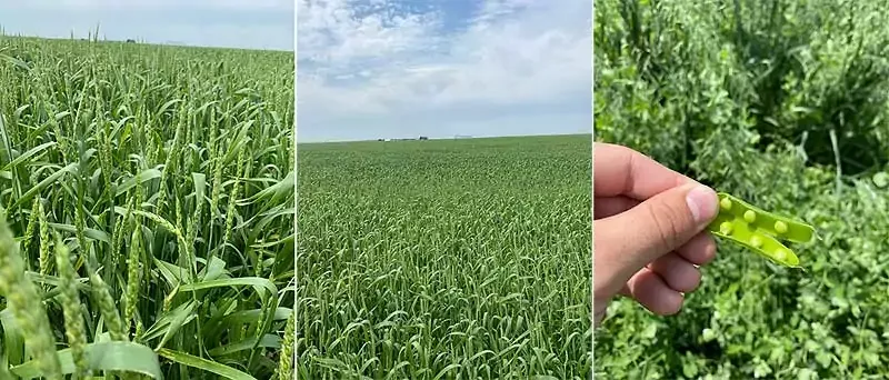 Active Organic Granular Fertilizer