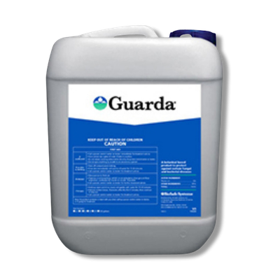 Guarda