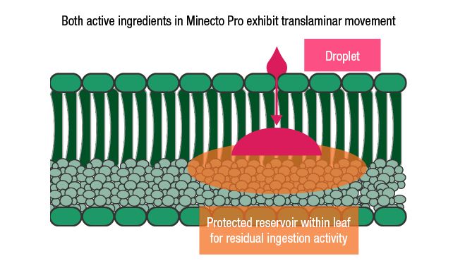 Minecto Pro (Syngenta)
