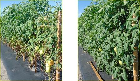 Miravis Prime (Syngenta)
