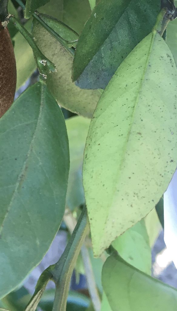 Micromite 80 WGS