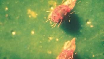 Micromite 80 WGS