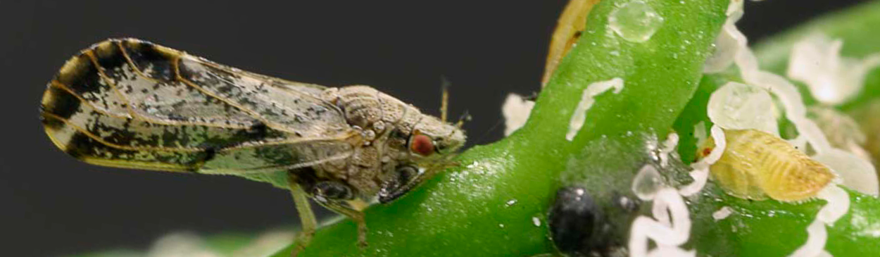 Micromite 80 WGS