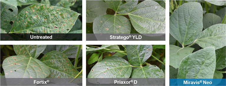 Miravis Neo (Syngenta)