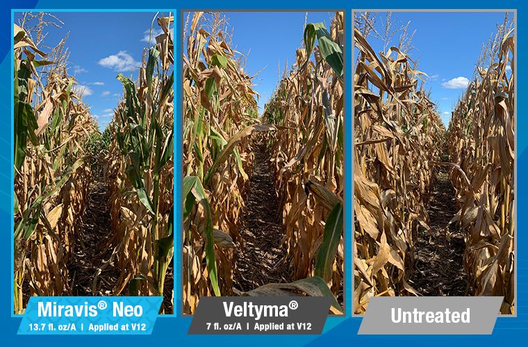 Miravis Neo (Syngenta)