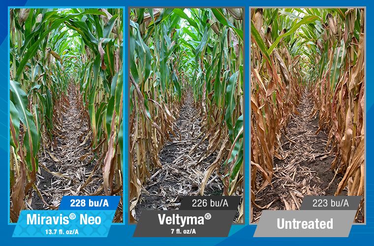 Miravis Neo (Syngenta)
