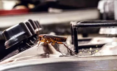 Commercial Pest Control