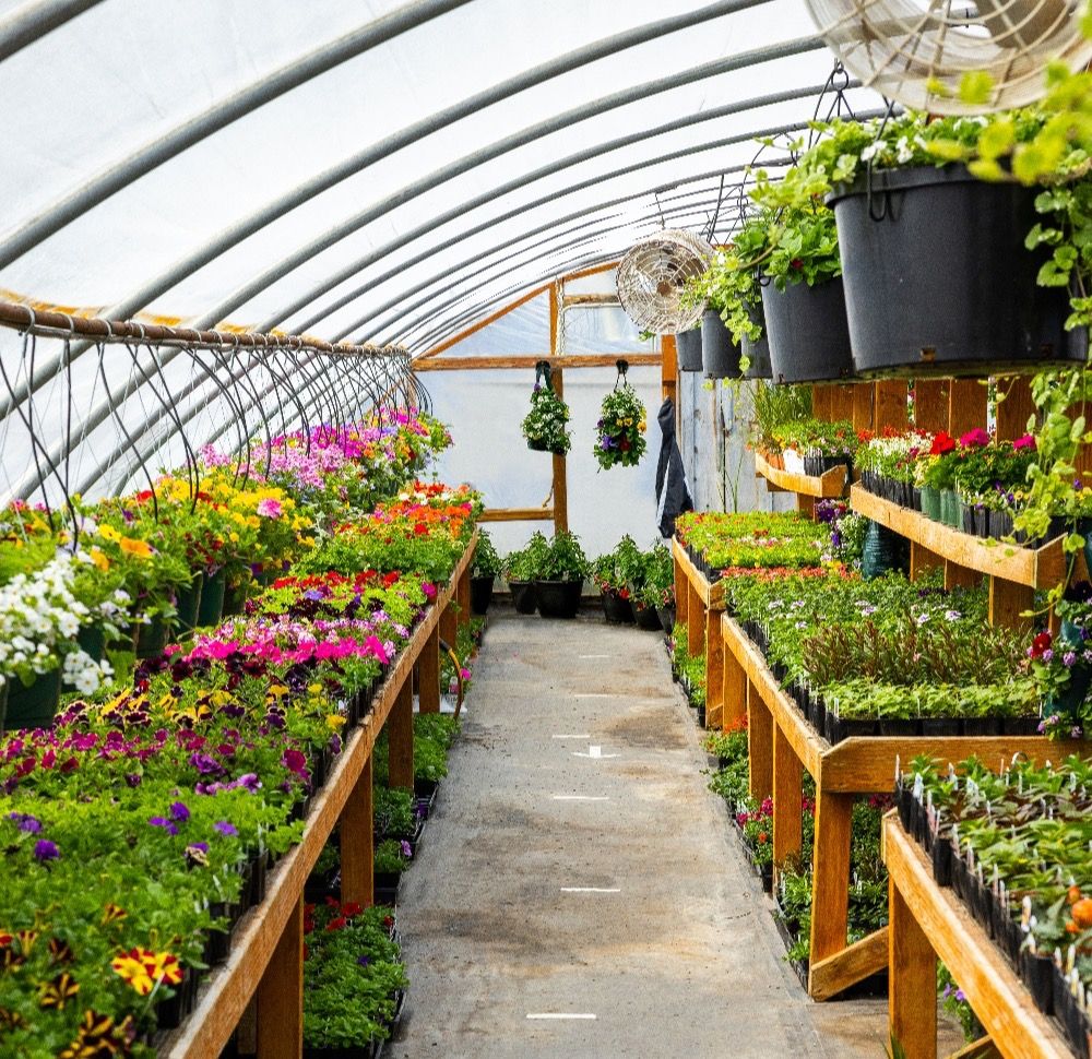 Botanigard Maxx