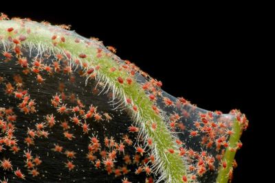 SpiderMite Products
