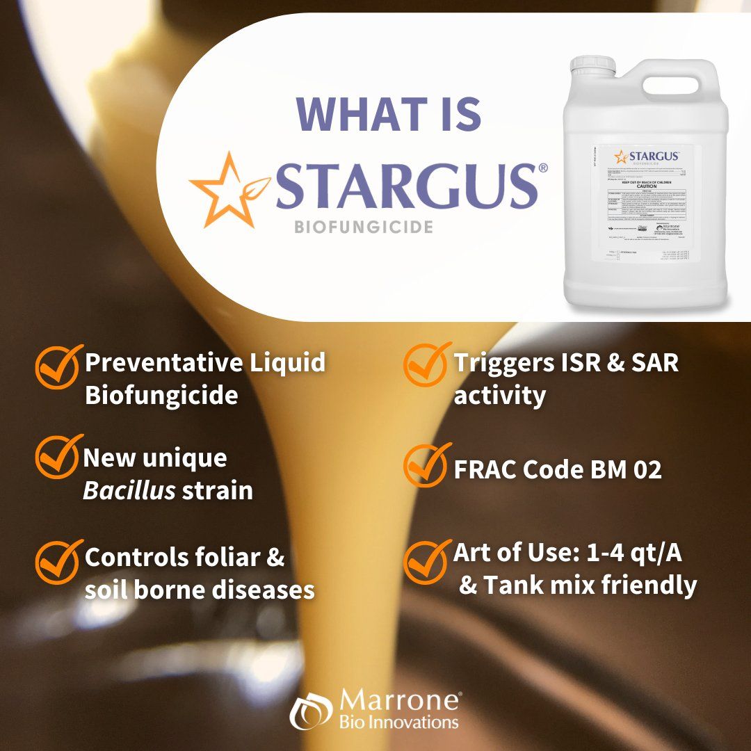 Stargus