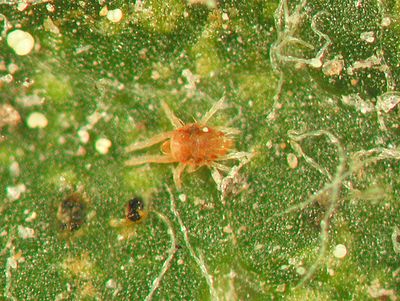 Mite-E-Oil (Helena Ag)