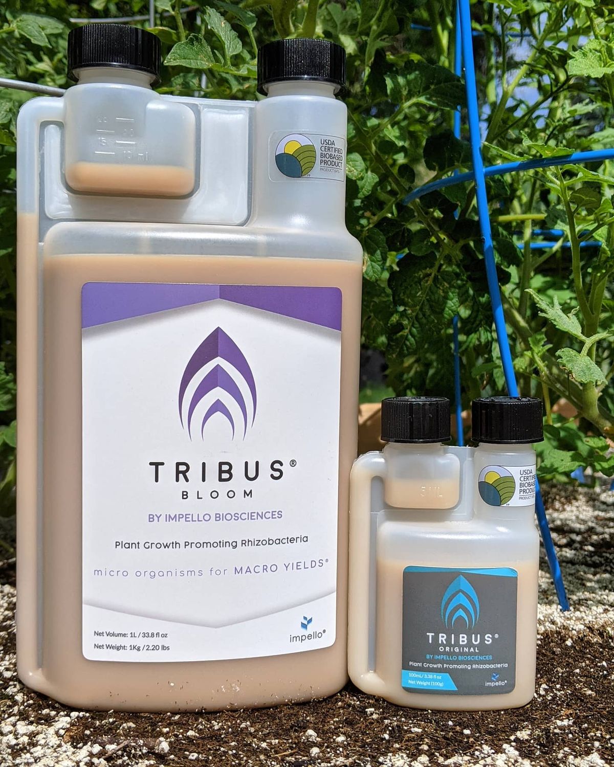Tribus® Original