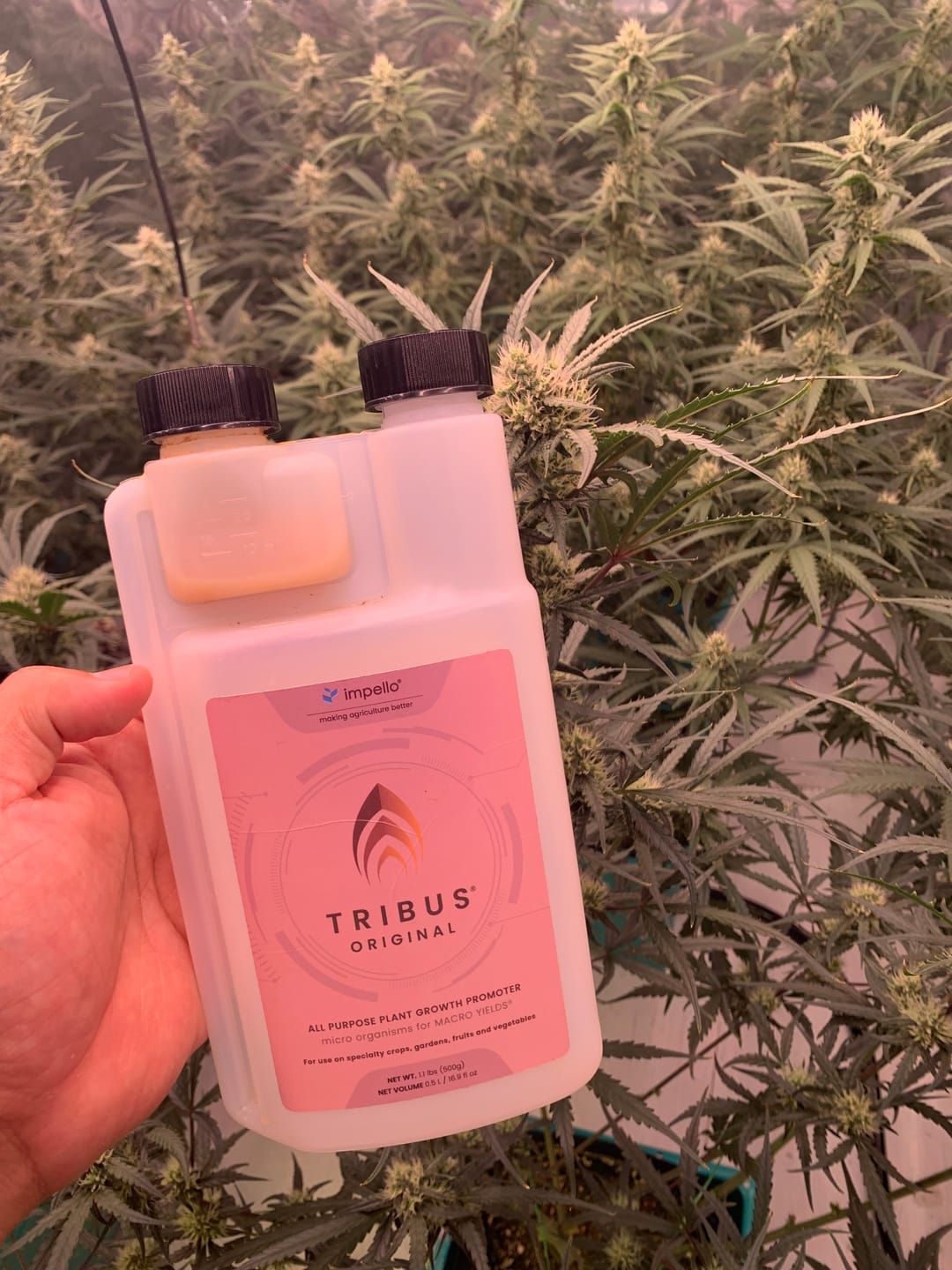 Tribus® Original
