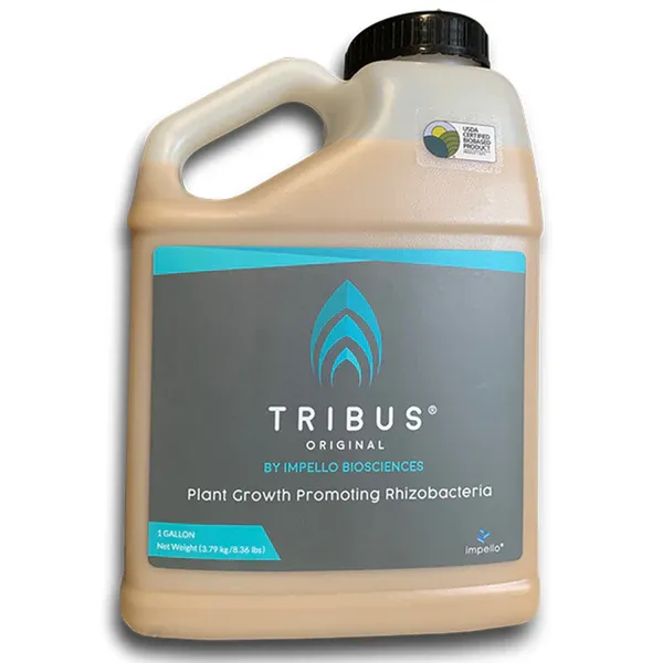 Tribus® Original