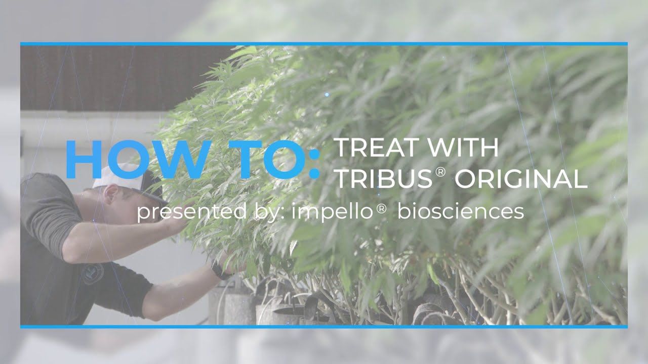 Tribus® Original