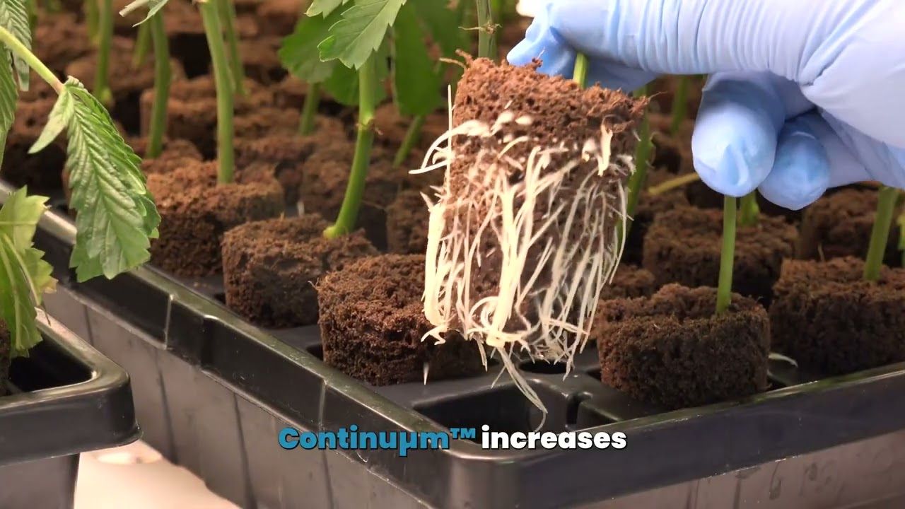 Continuµm™