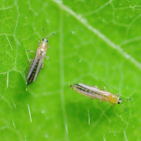 BoteGHA Biological Insecticide
