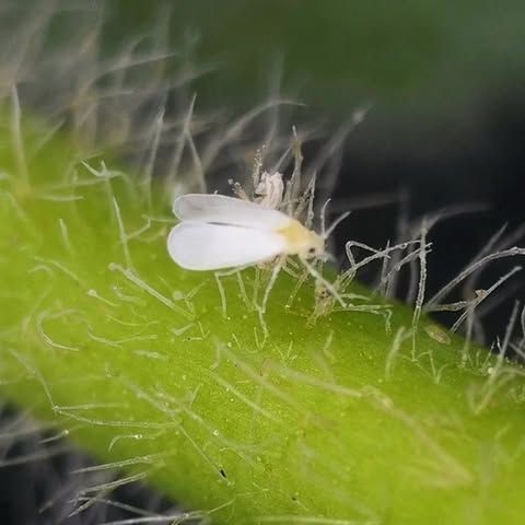 BoteGHA Biological Insecticide