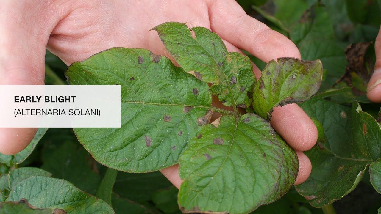 Miravis Prime (Syngenta)