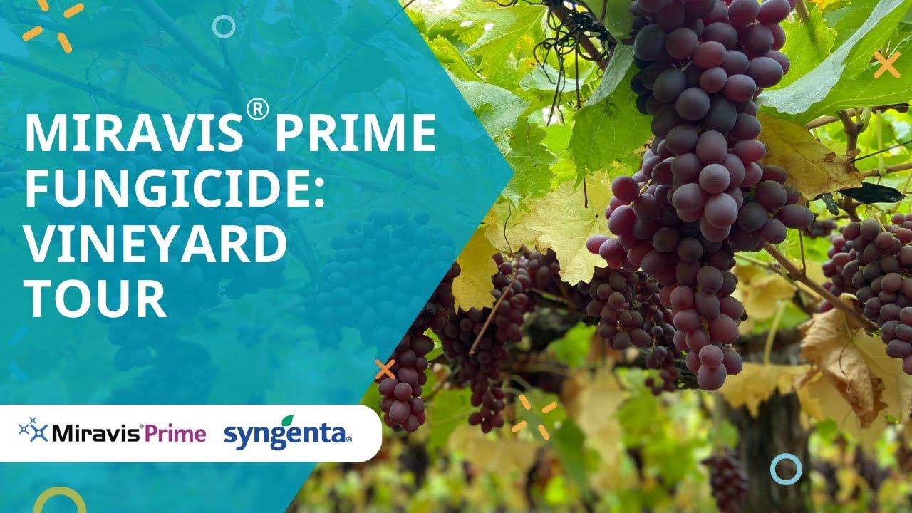 Miravis Prime (Syngenta)
