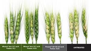 Miravis Ace (Syngenta)