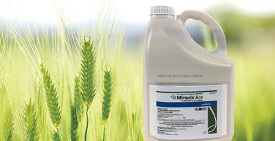 Miravis Ace (Syngenta)