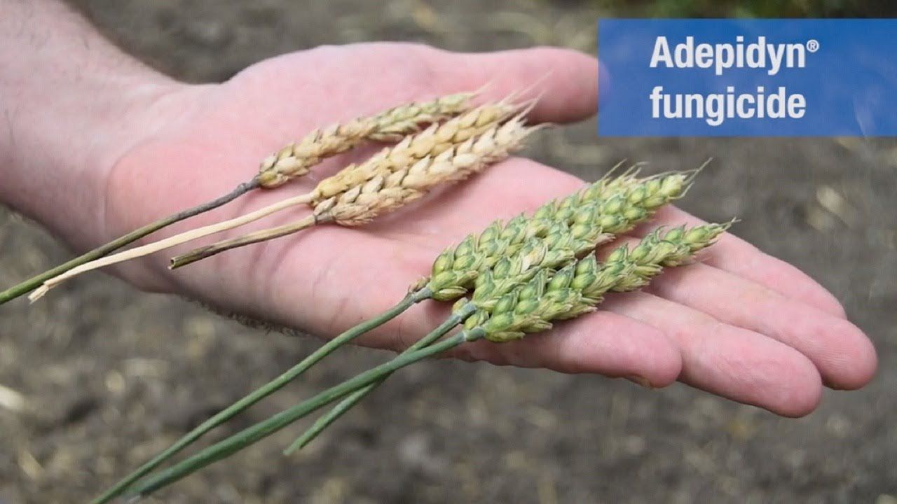 Miravis Ace (Syngenta)