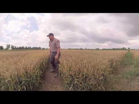 Miravis Ace (Syngenta)