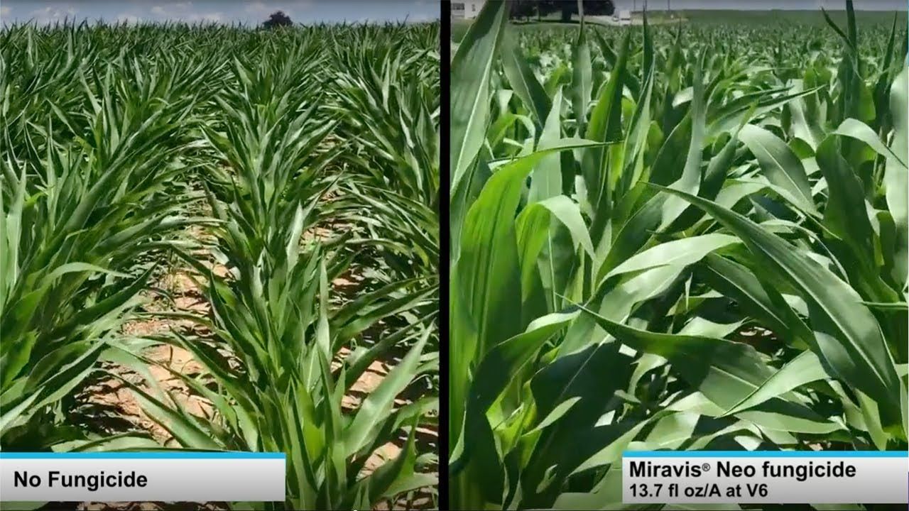 Miravis Neo (Syngenta)