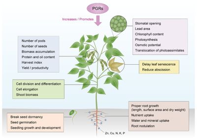 Plant Growth Regulators