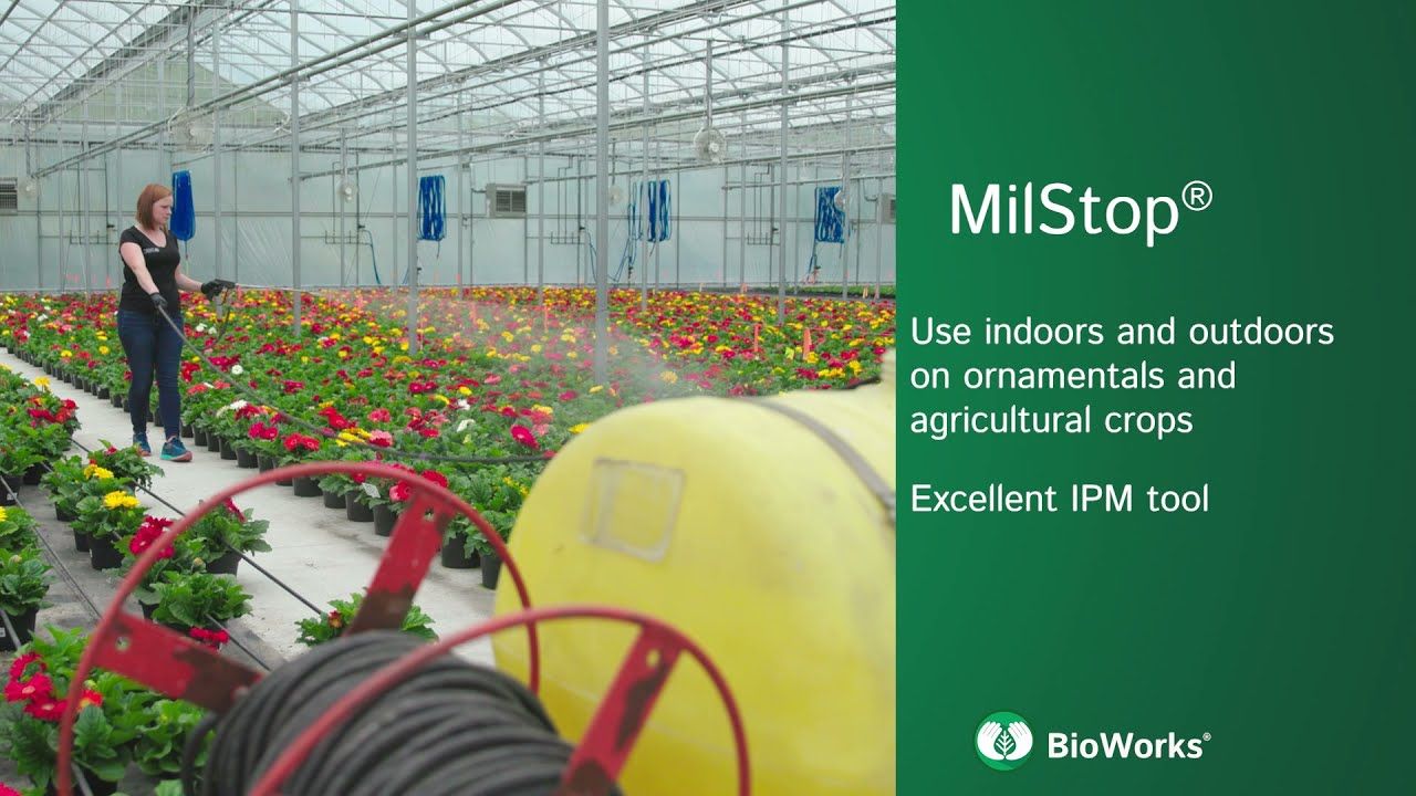 MilStop SP (Bioworks)